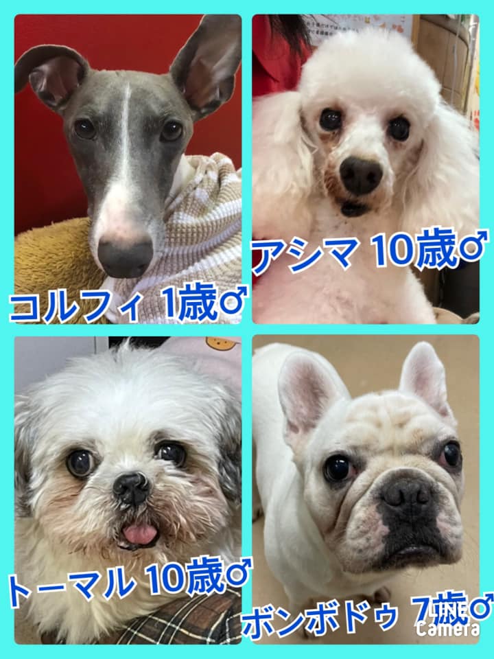 🐾今日の里親様募集中ワンコ🐶メンバーです🐾2021,9,27